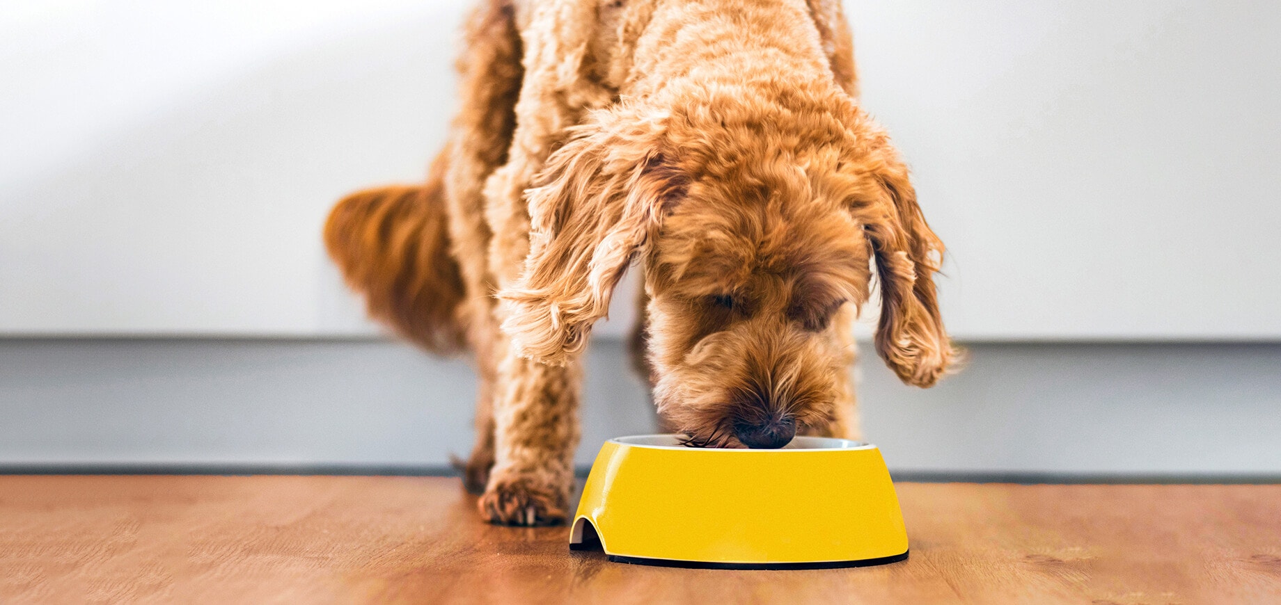 Le Surpoids Chez le Chien