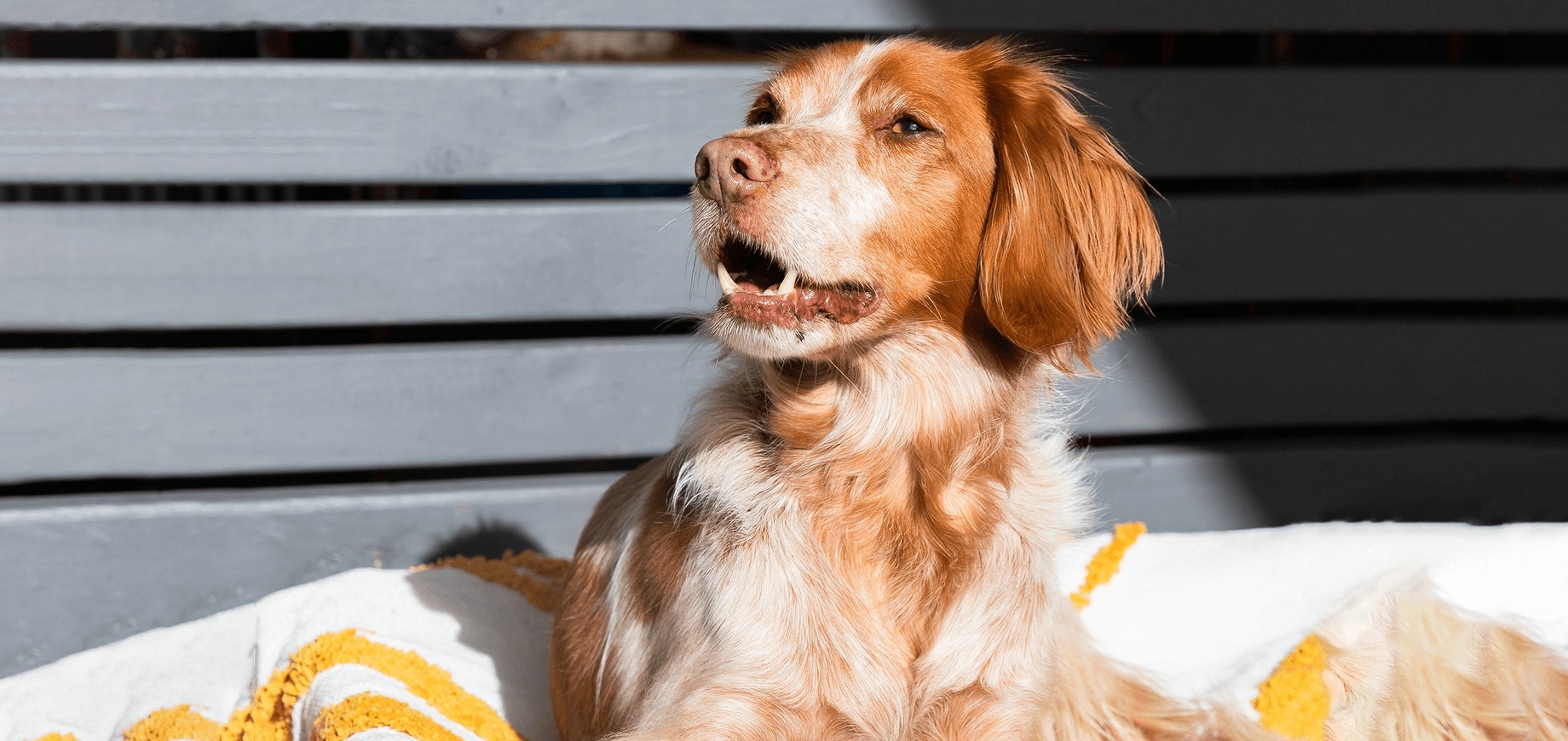 Comment faire taire un chien qui aboie