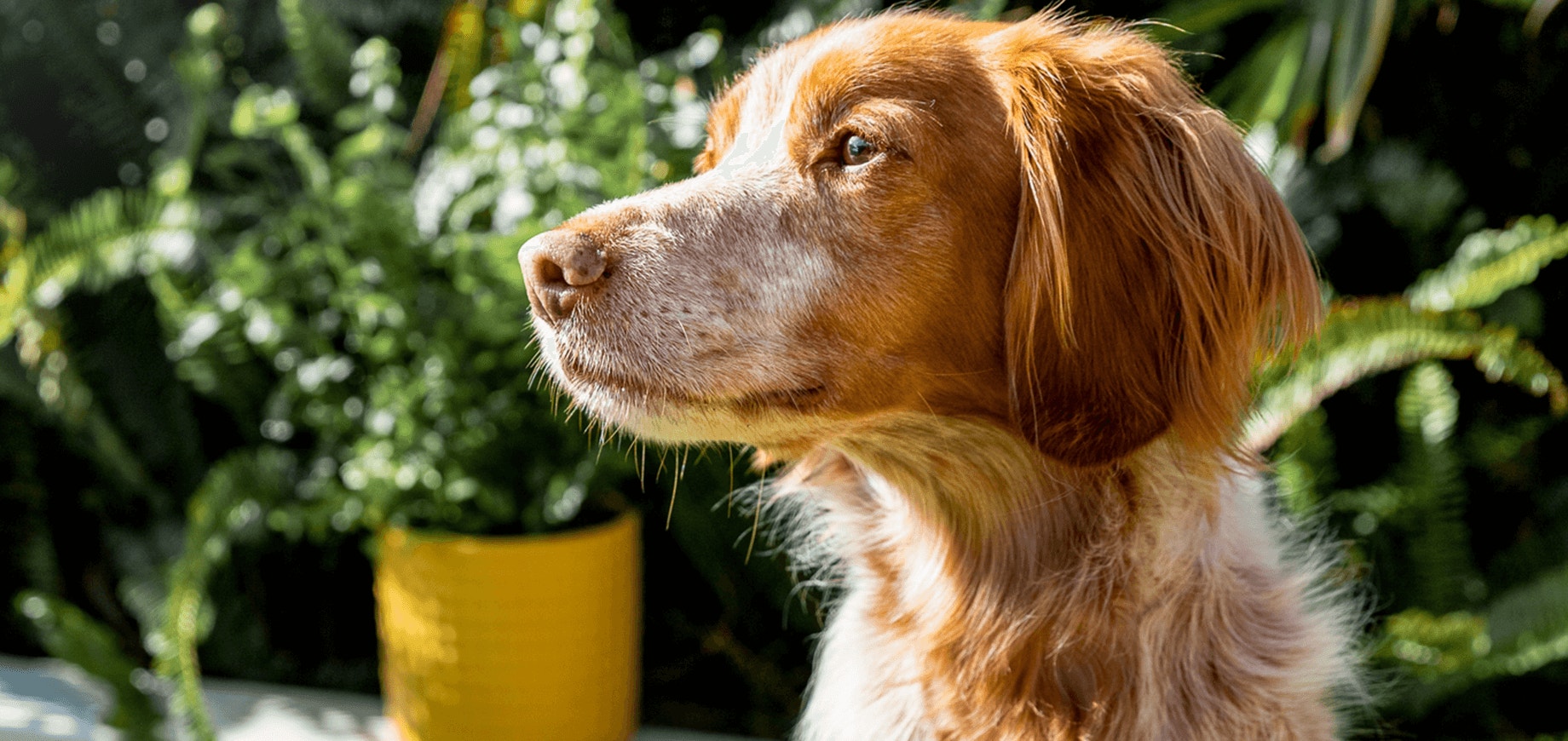 Apprendre à votre chien à se tenir sur ses pattes arrière ?