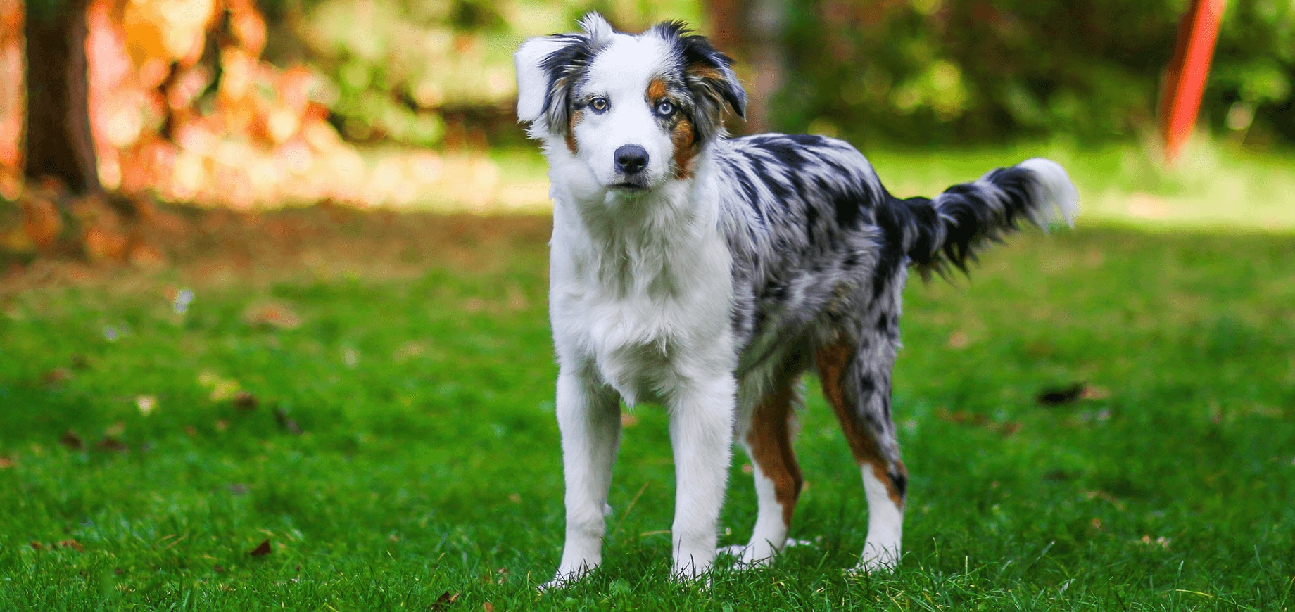 Les questions à se poser avant d'adopter