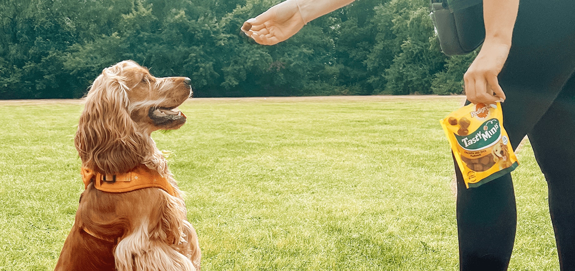 Apprendre à votre chien à faire le beau
