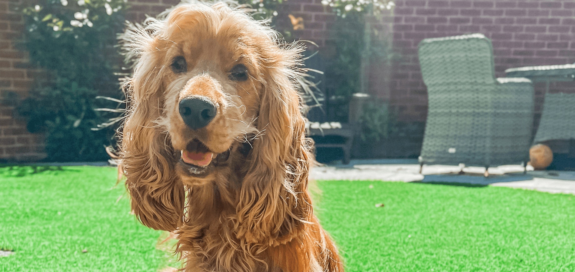 Apprendre à votre chien à donner la patte
