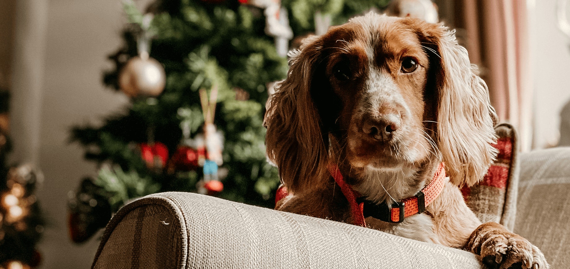 Comment laver son chien
