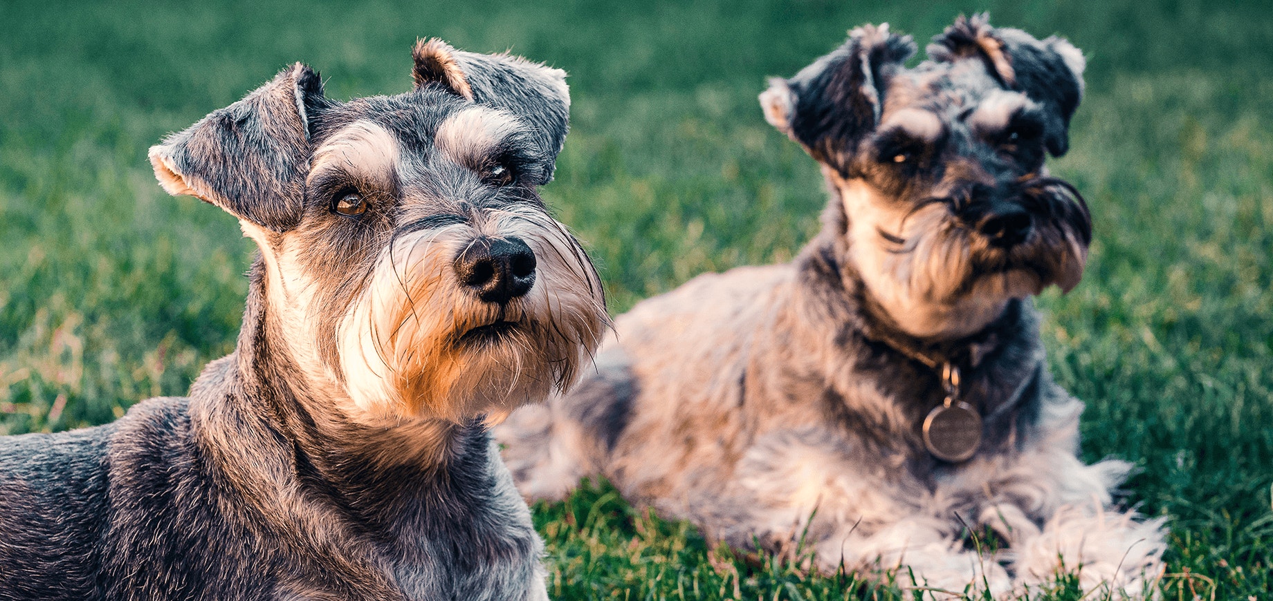Prendre un deuxième chien