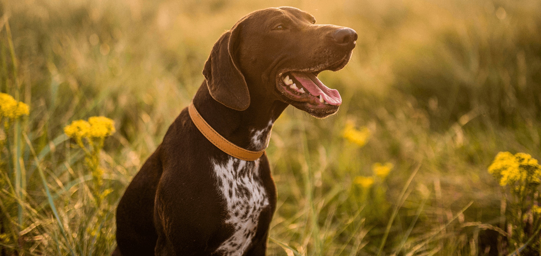 Soins dentaires pour les chiens