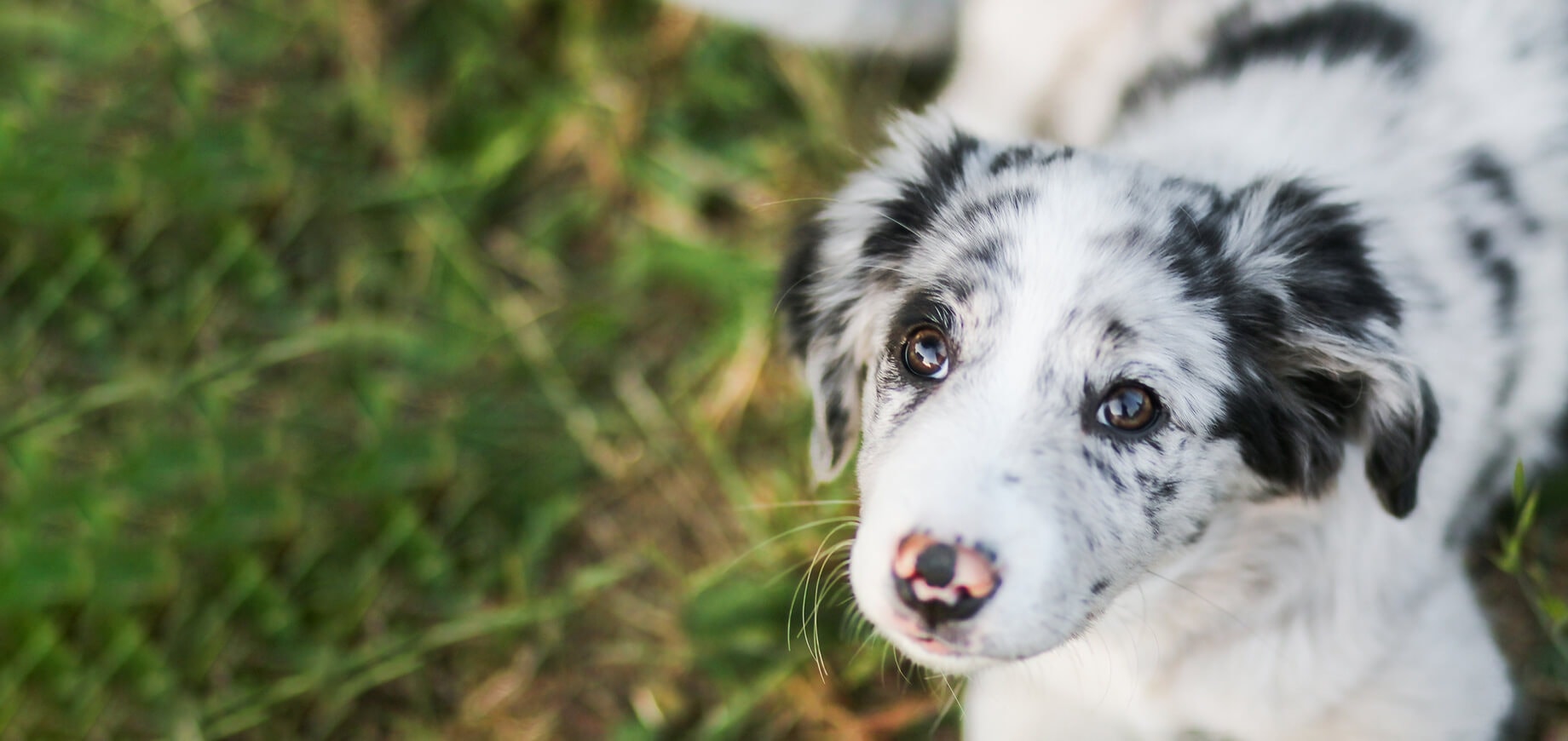 Vous voulez essayer une nourriture pour chiot différente ?
