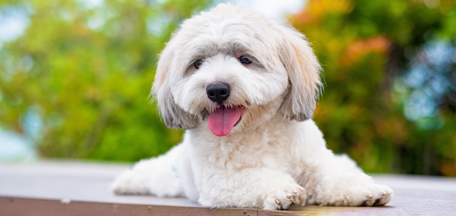 Comment apprendre à un chien à se coucher