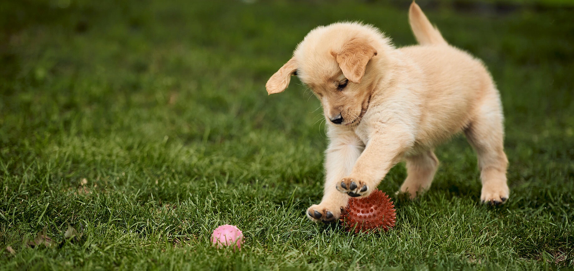 Comment socialiser un chiot