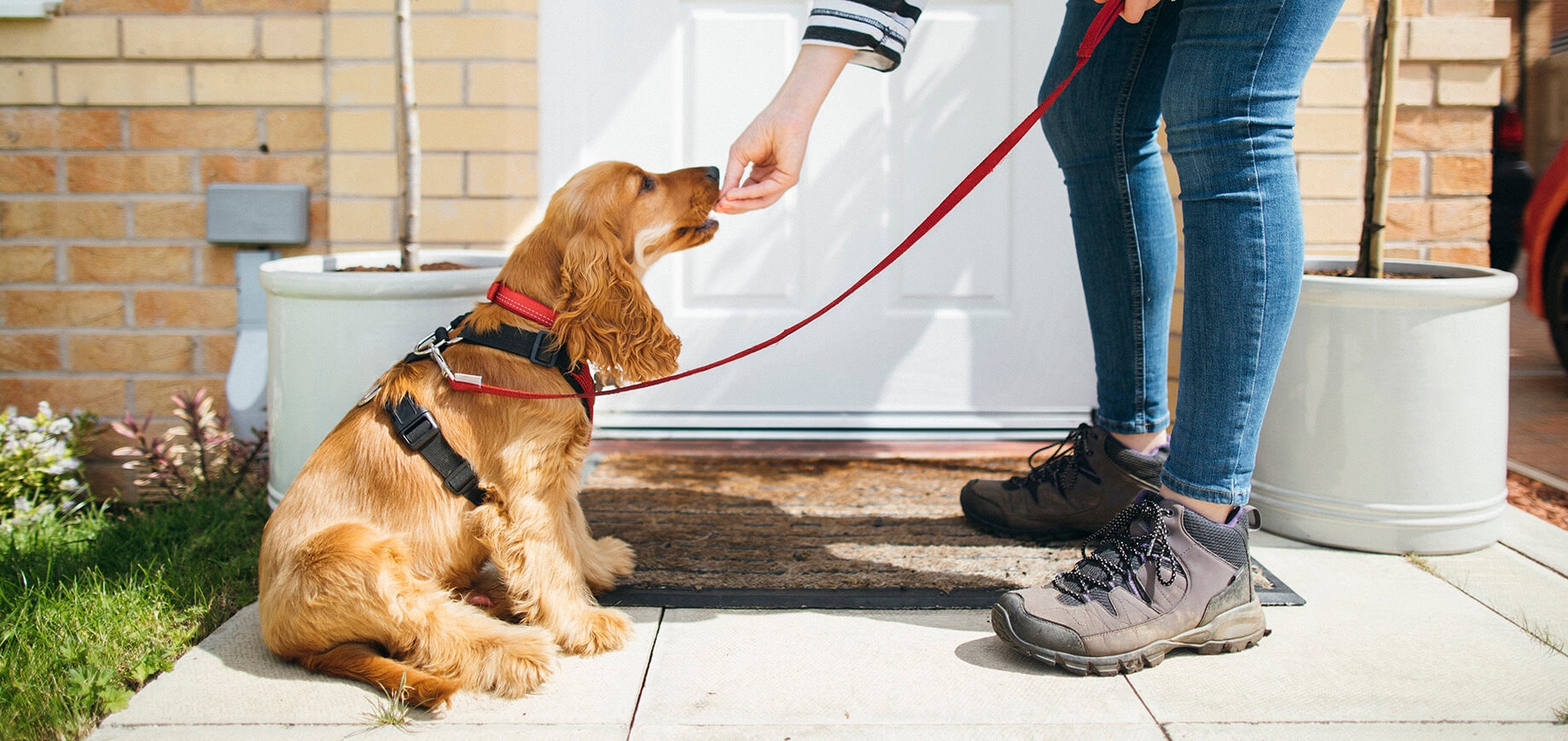 Conseils d’éducation canine pour vous faciliter la vie