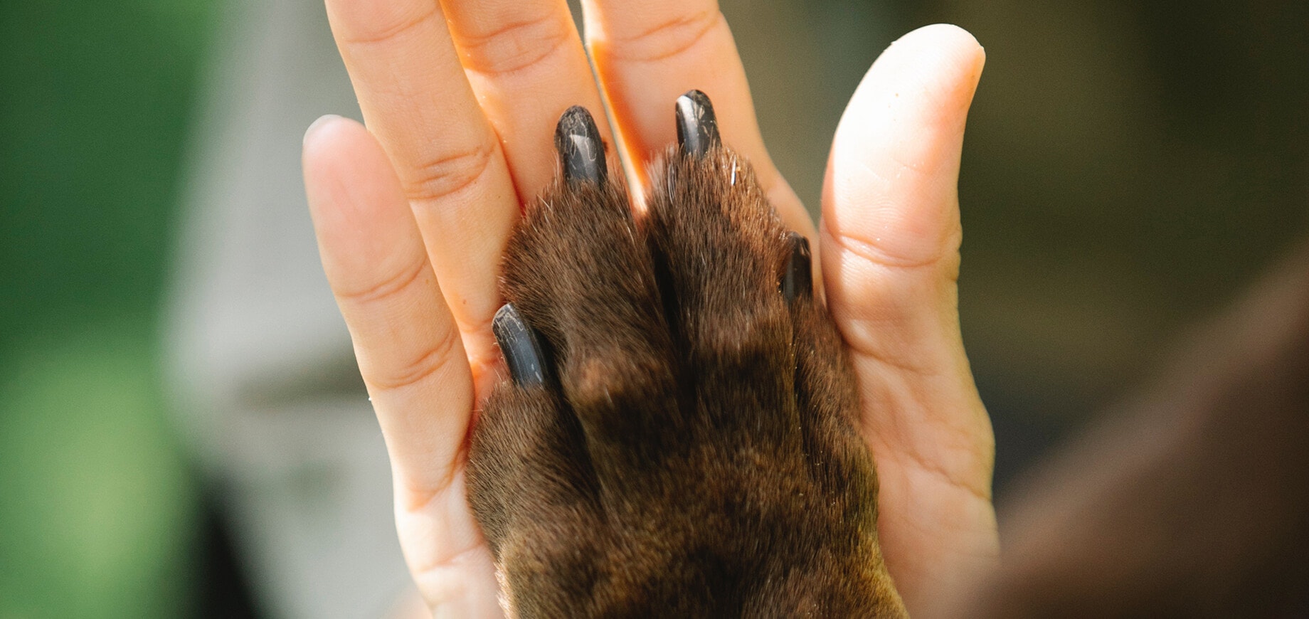 couper ongle chien