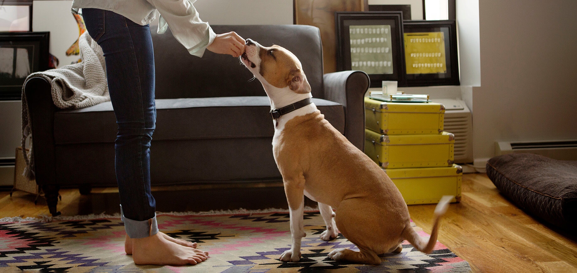 Le dressage basé sur les récompenses. Qu’est-ce que c’est et pourquoi ça fonctionne ?