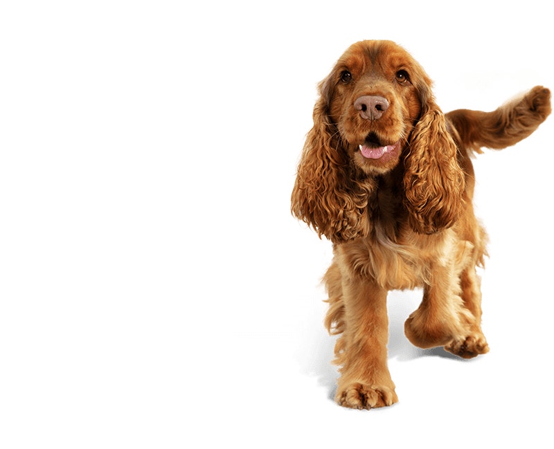 Entretien des articulations bg