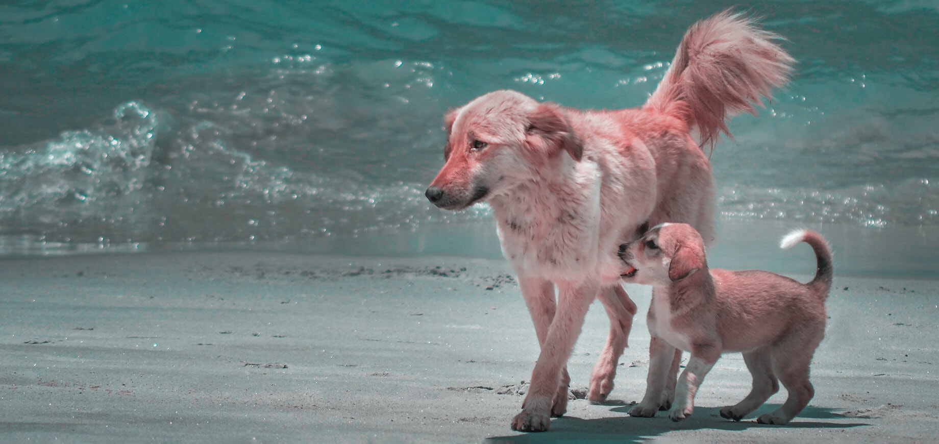 chien adulte et chiot se promenant sur la plage