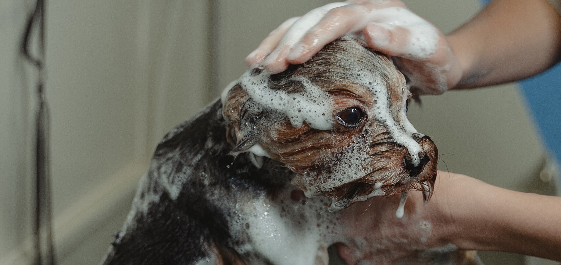 petit chien en train d'être lavé