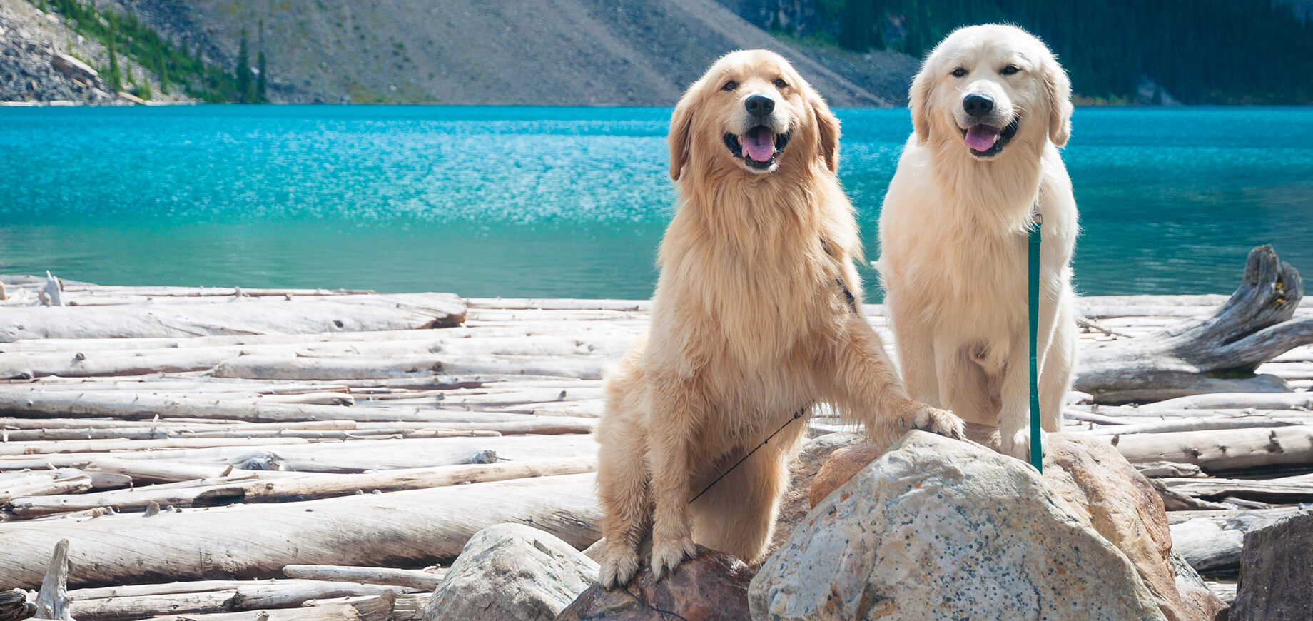 Races de grands chiens: le guide complet