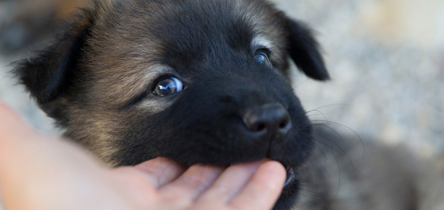 Un chiot berger allemand mordille la main de son maître