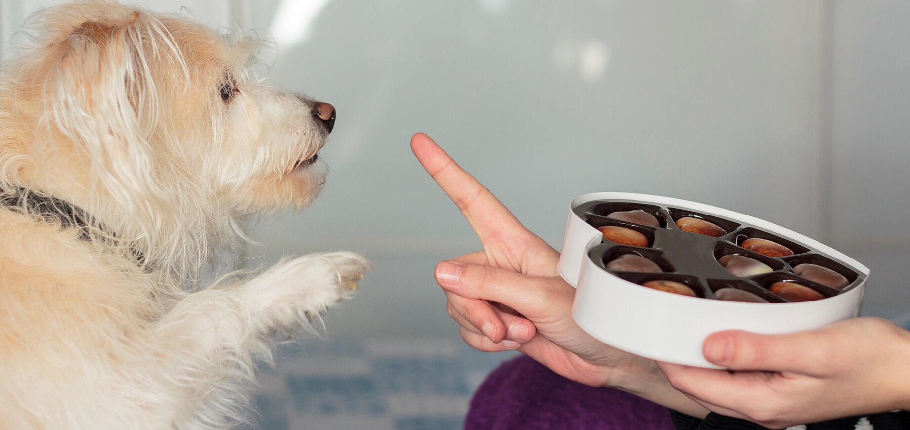 Un chien blanc à poil long donne la pate pour avoir du chocolat.