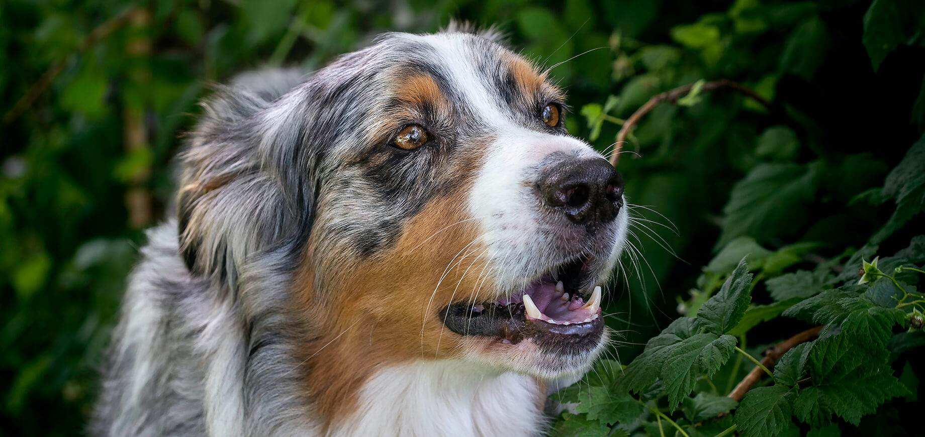 Un Berger Australien renifle des plantes sauvages.