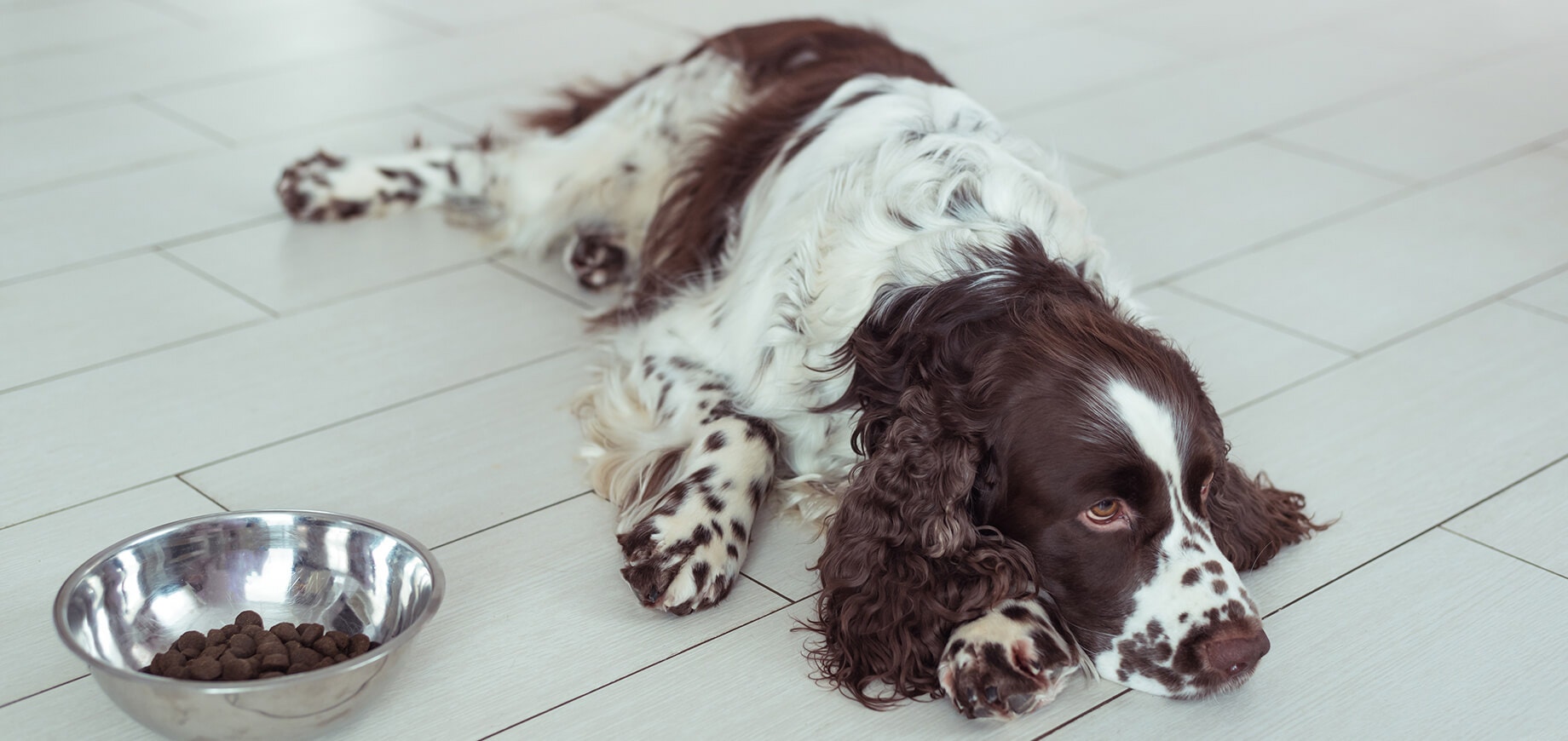 Chien couché à côté de sa gamelle
