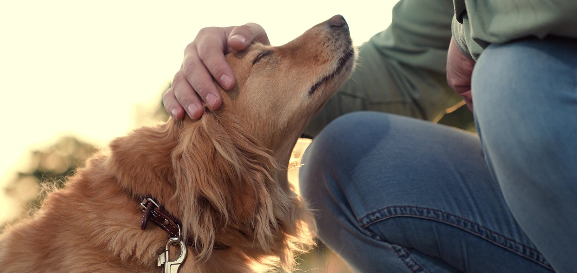 Chien caressé par son maître