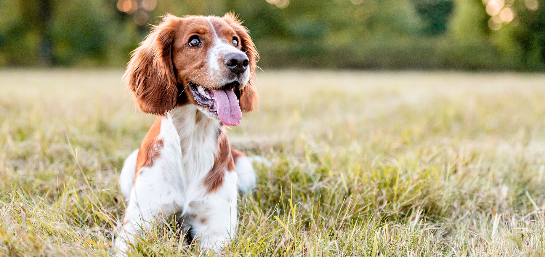 Chien couché dans un champ d'herbe courte