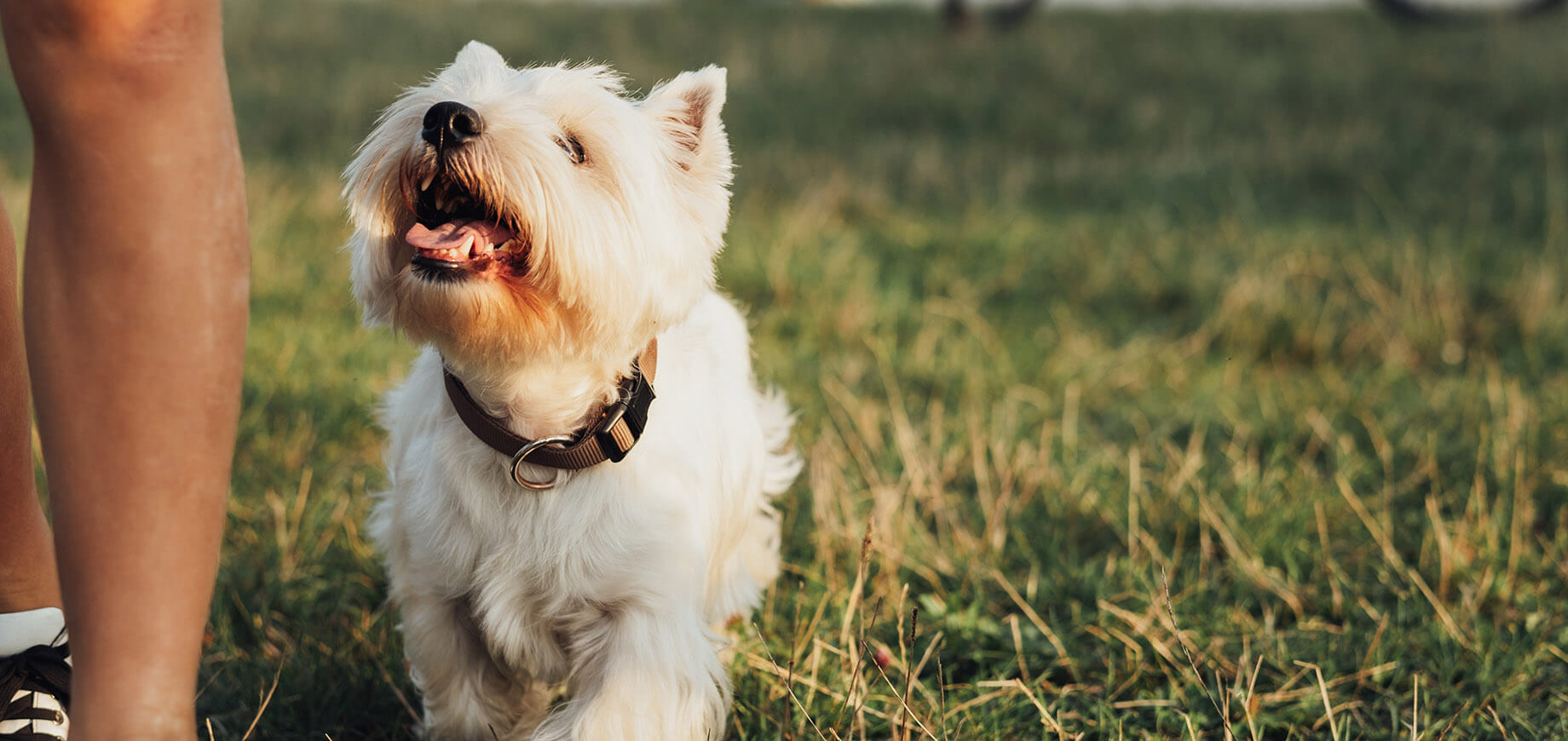 Terrier blanc du West Highland à l'extérieur près de son propriétaire