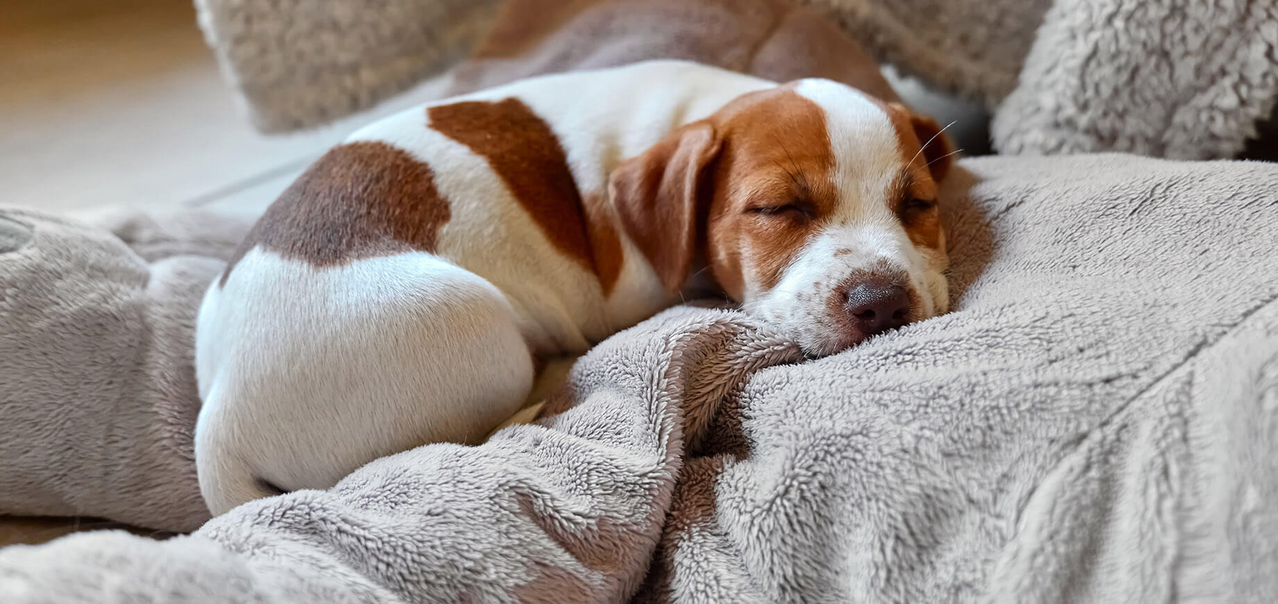 Chiot dormant sur un coussin