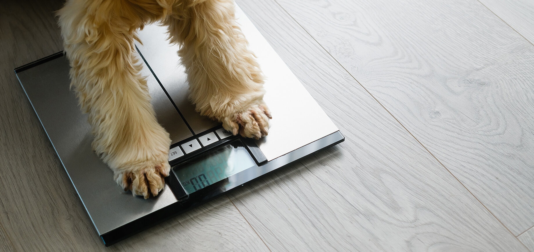 Chien debout sur un pèse-personne affichant son poids