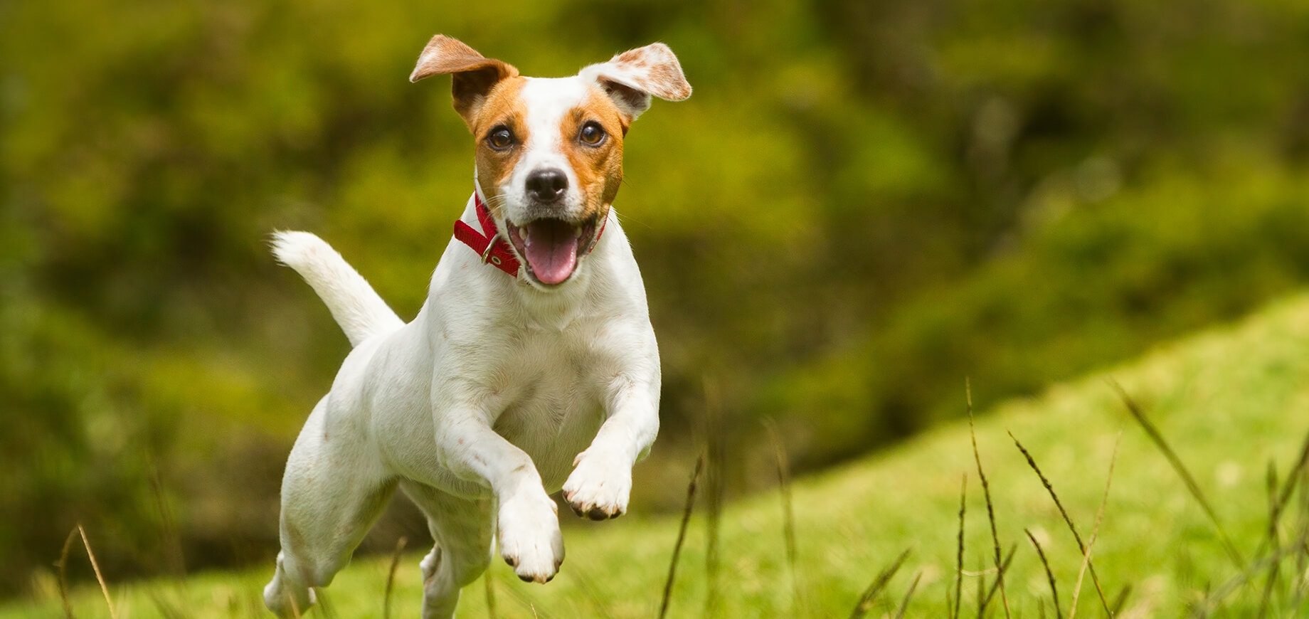 Chien Jack Russell terrier joyeux sautant dans l'herbe, portant un collier rouge, en pleine course dans un environnement naturel
