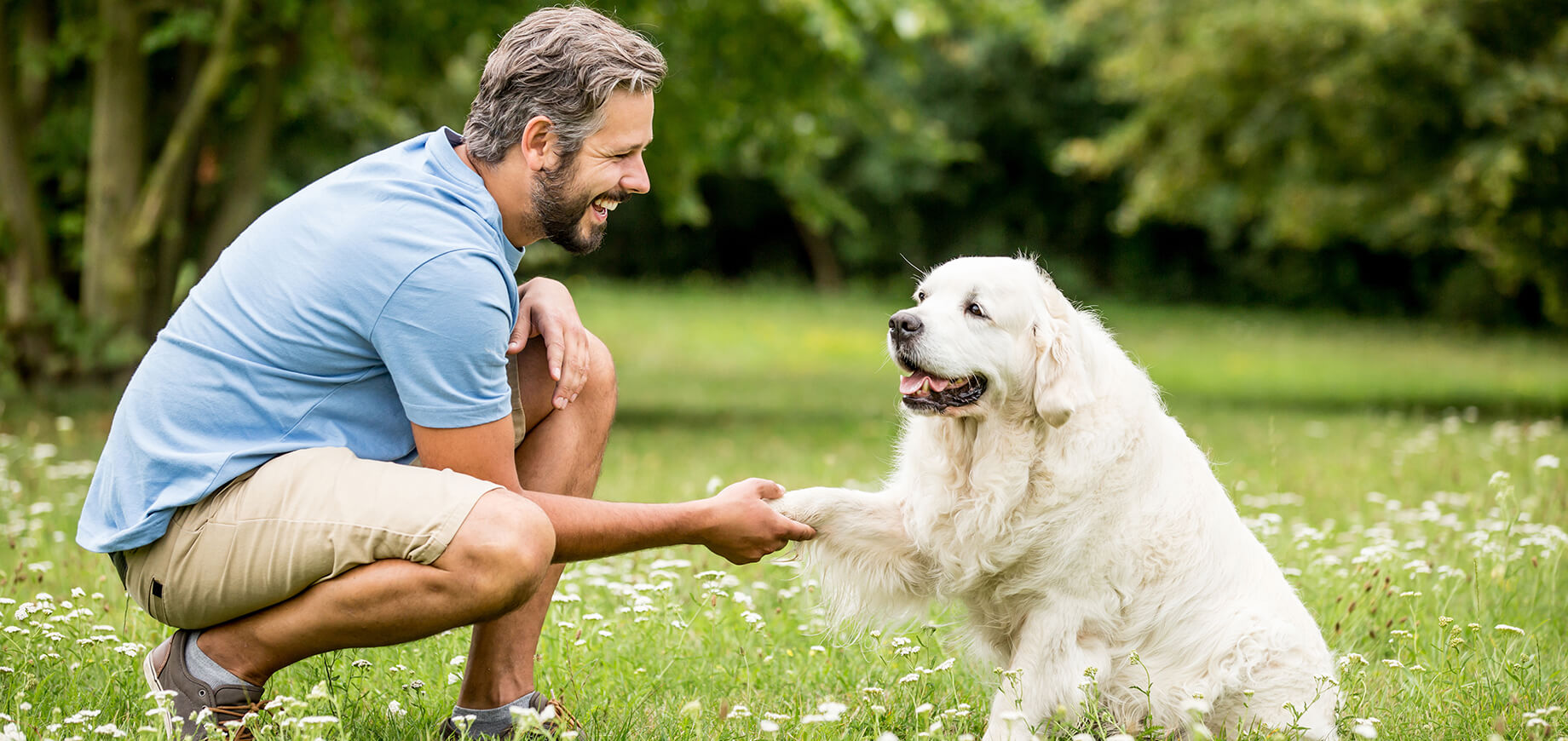 Homme en train d'entraîner un Golden Retriever à donner la patte