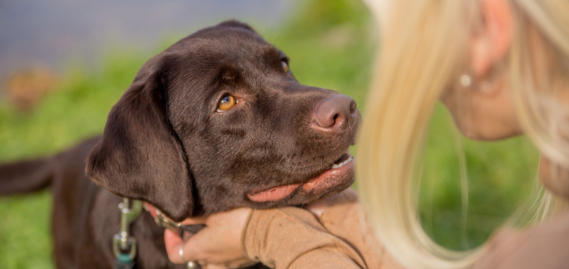Chien labrador regardant son propriétaire.