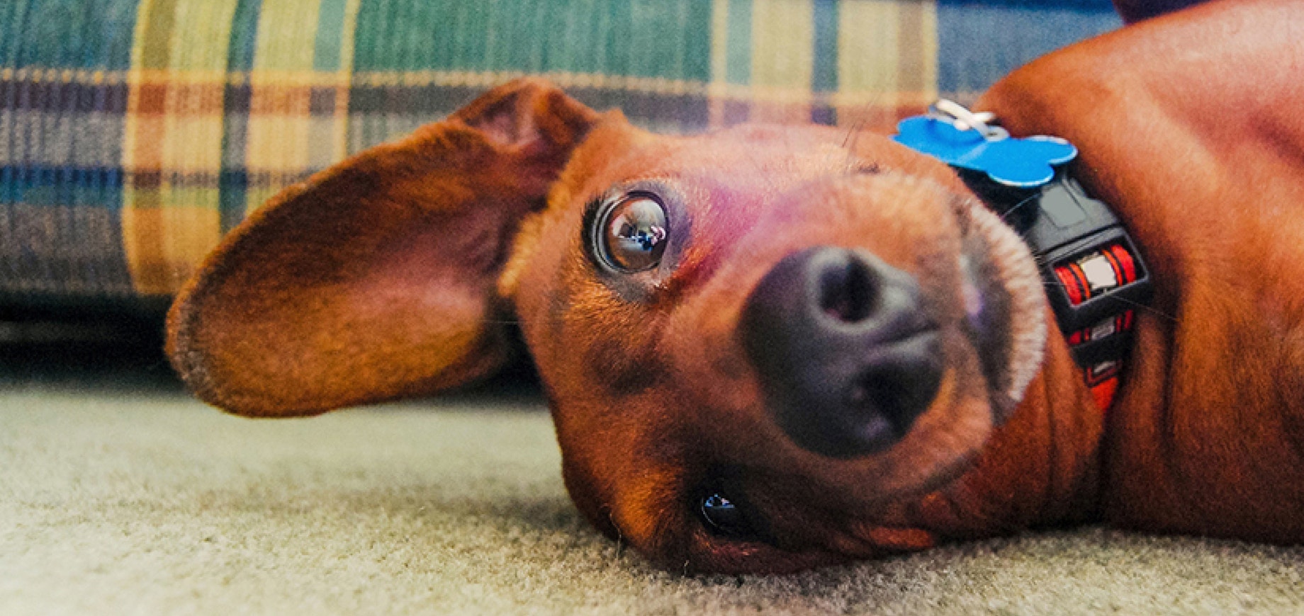 Grâce à Minnie, notre famille est à nouveau au grand complet