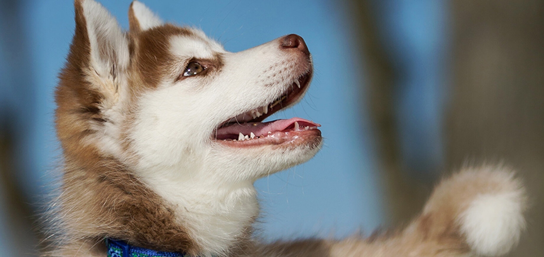 L'adoption pour tous