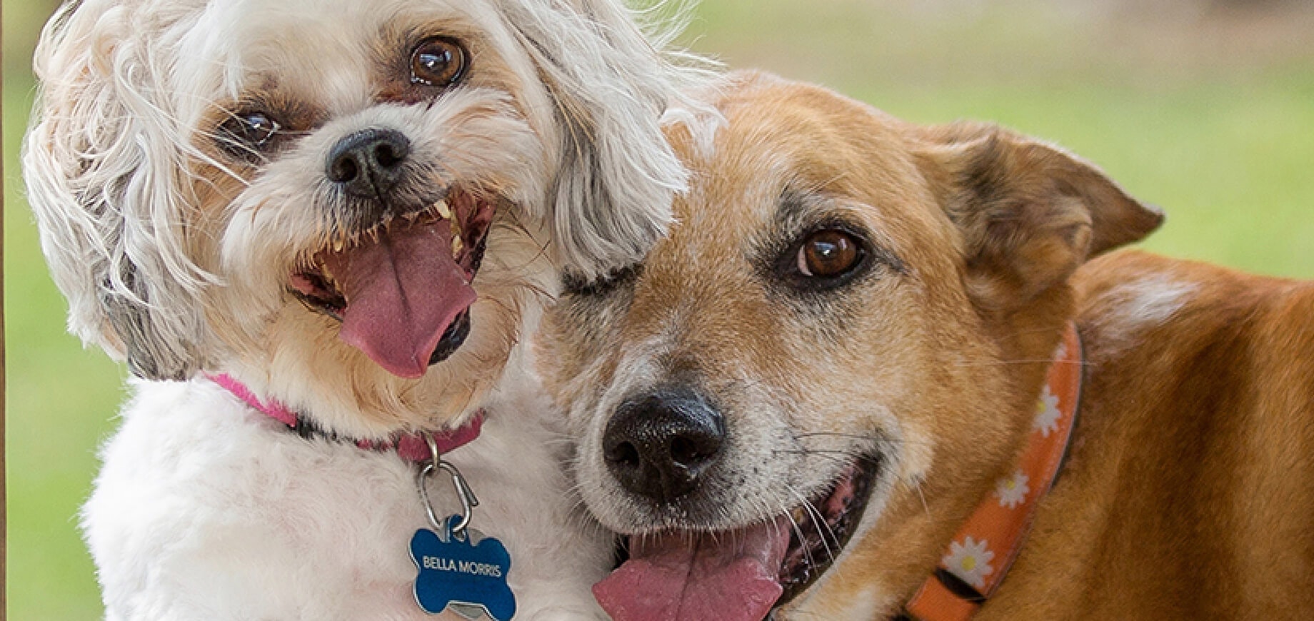 Adopter un chien: quelles sont les démarches à effectuer?