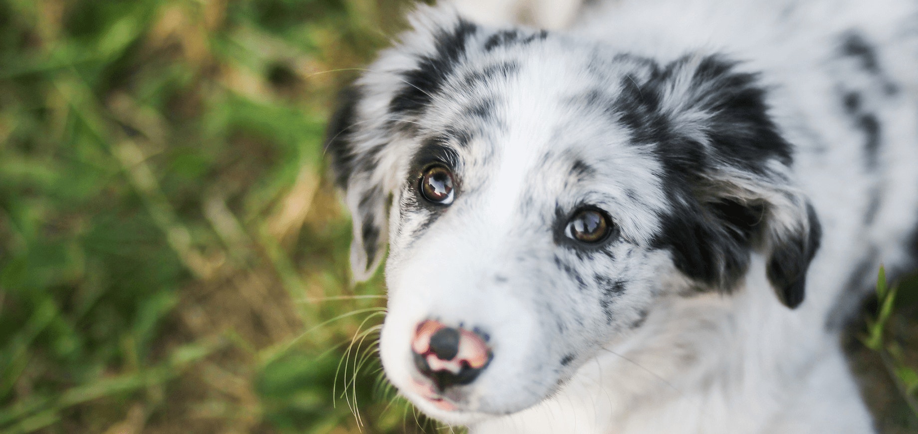 Adopter un chiot abandonné
