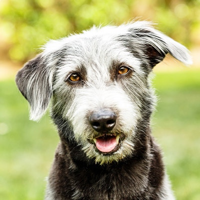 Pedigree Recherche de chien