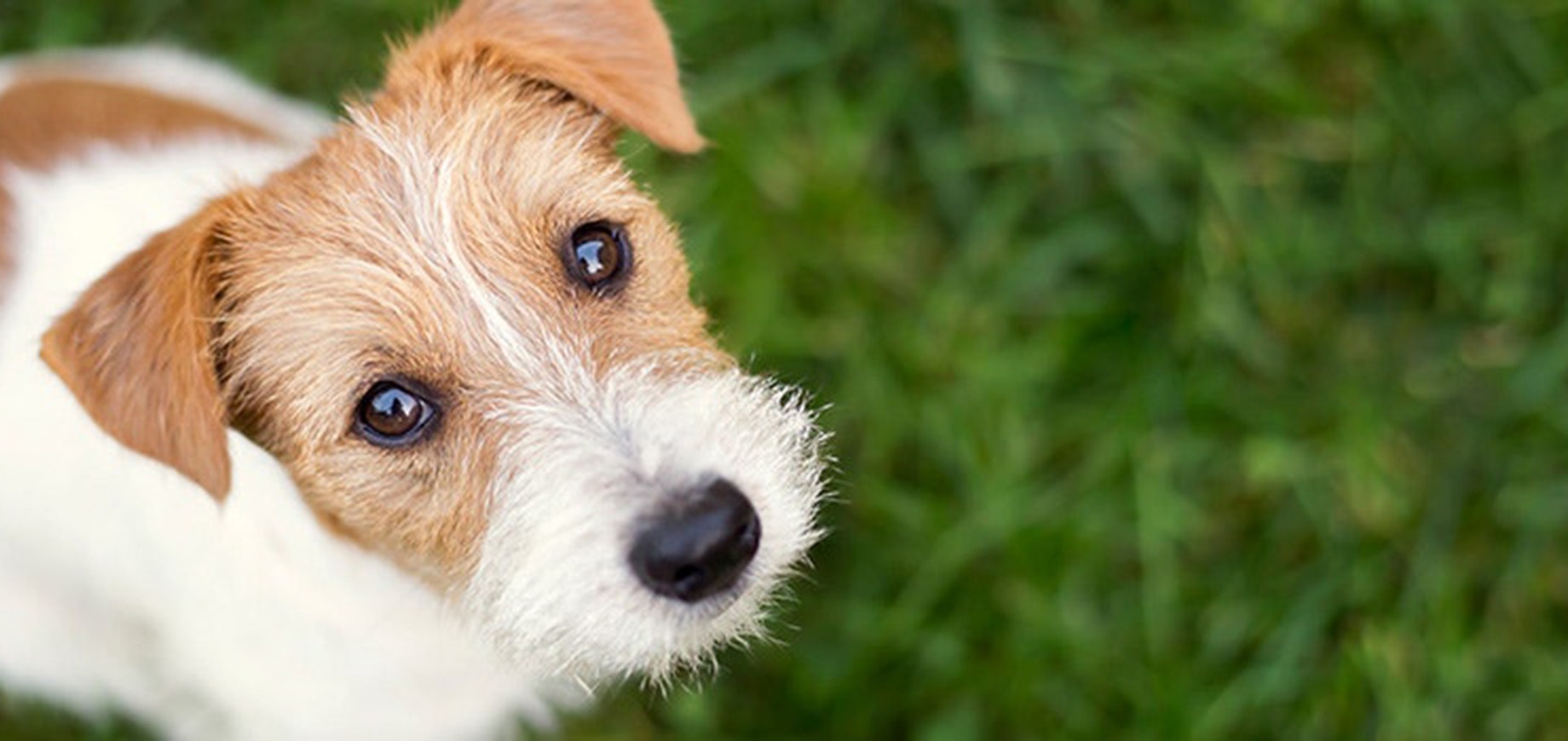 Rétablissons les faits : 5 idées reçues sur les chiens de refuge