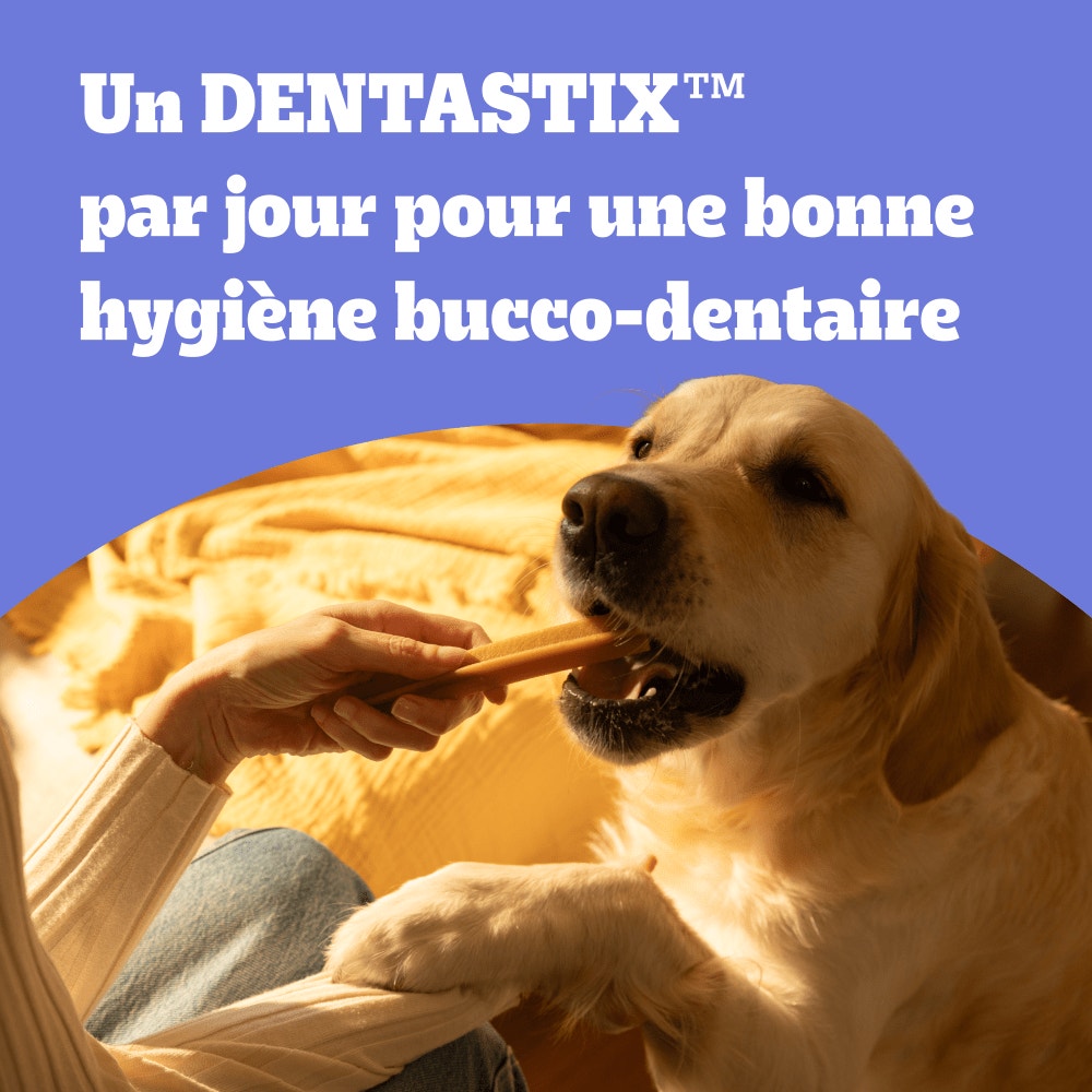 Pedigree® DENTASTIX™ Bâtonnets Hygiène Bucco-Dentaire Pour Moyen Chien x7, x28 & x56