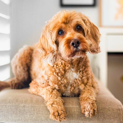 4 chiens sur 5 de plus de trois ans souffrent de maladie gingivale