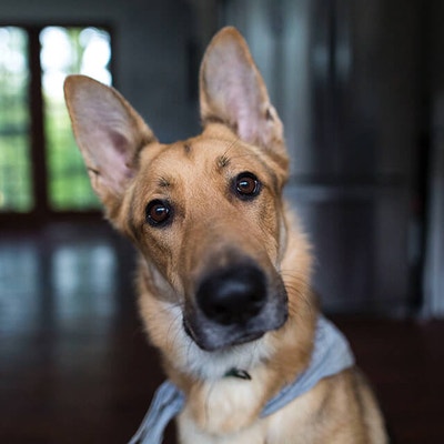 nettoyer oreilles chien