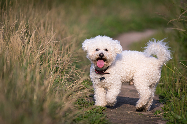 Bichon-frisé-de-chien