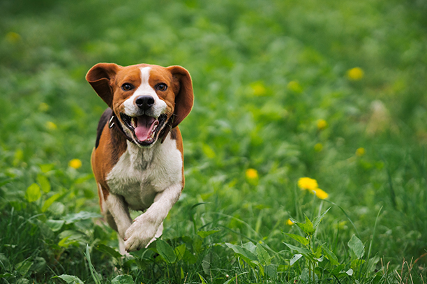 Un beagle qui sautille dans l'herbe