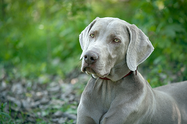 Un chien gris de race Weimaraner assis sur l'herbe.