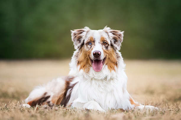 Berger australien tricolore couché sur l’herbe, langue sortie et regard joyeux.