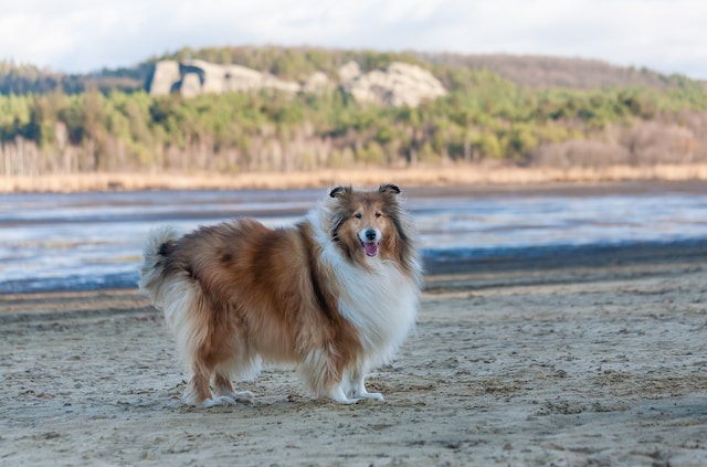 Chien Colley blanc et marron sur la plage