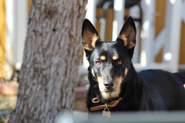 Kelpie Australien noir devant un arbre, les oreilles dressées.