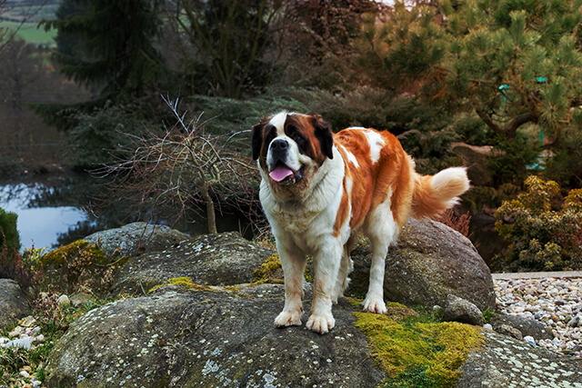 Chien Saint Bernard debout sur un rocher