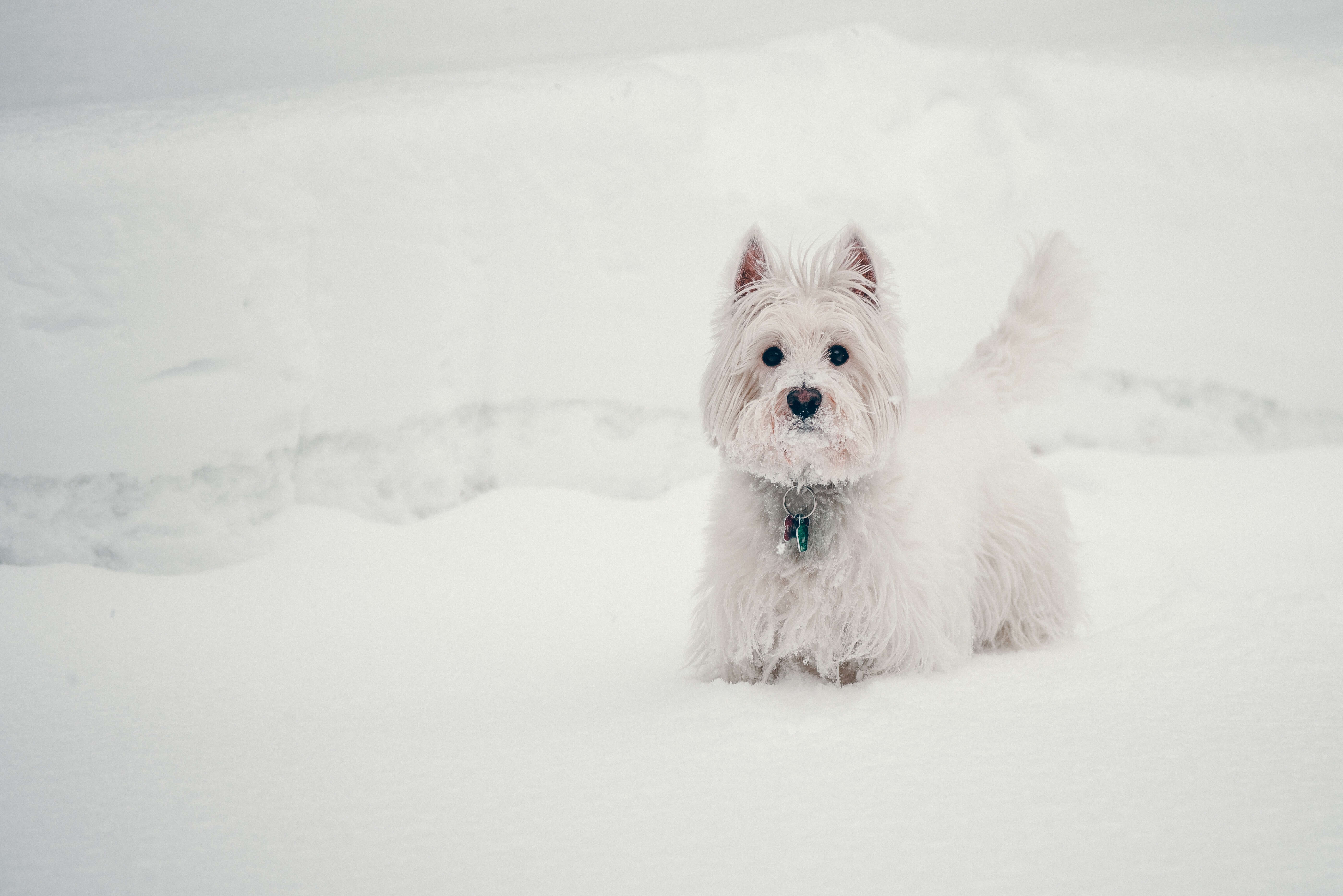 chien west highland terrier