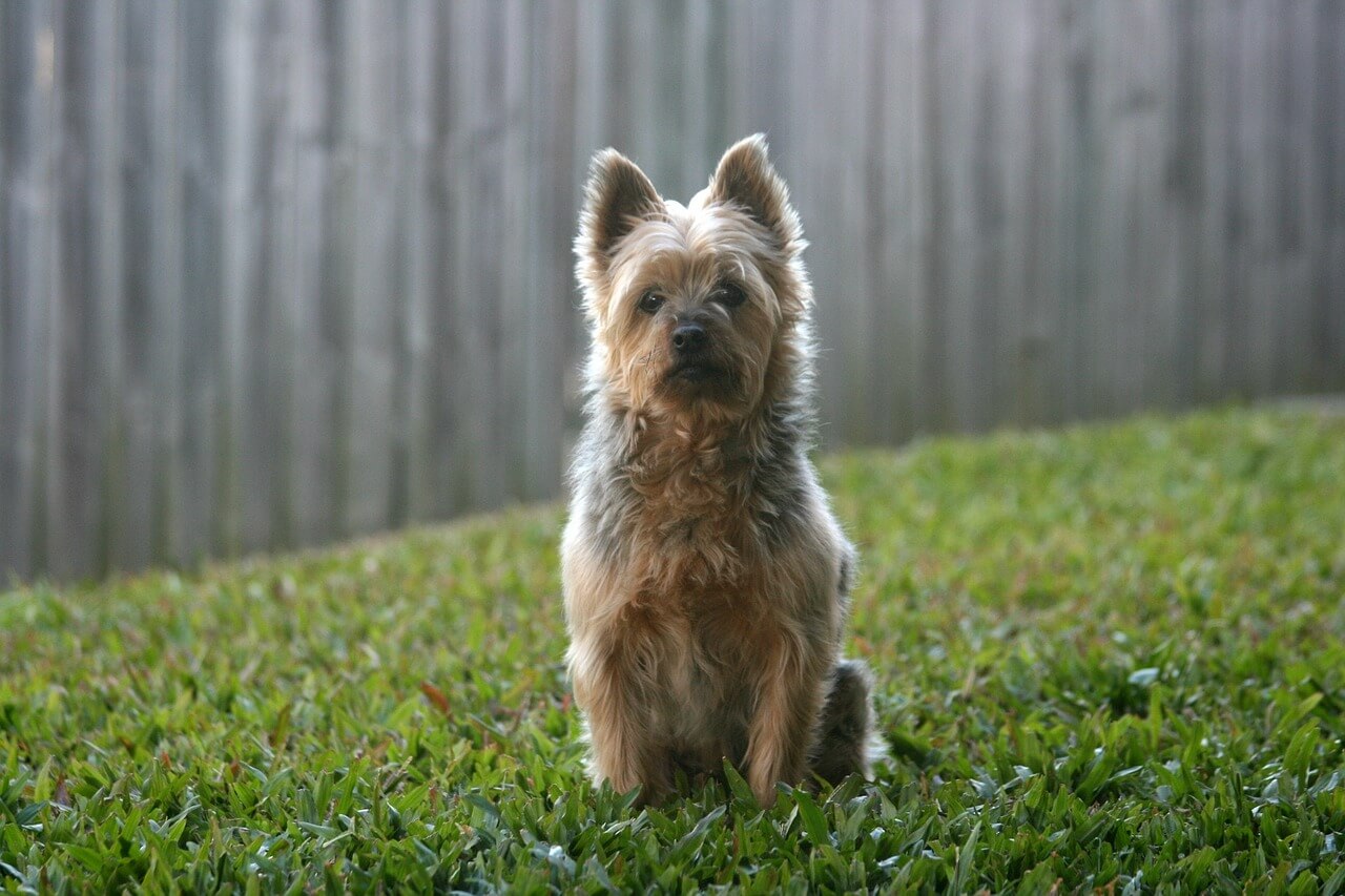 chien terrier australien